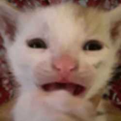 /image/1792542053821910