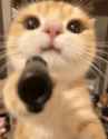 /image/1792787945456400