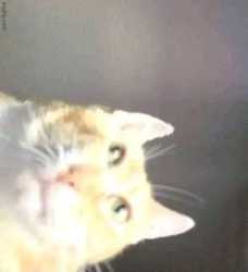 /image/1792877419285826